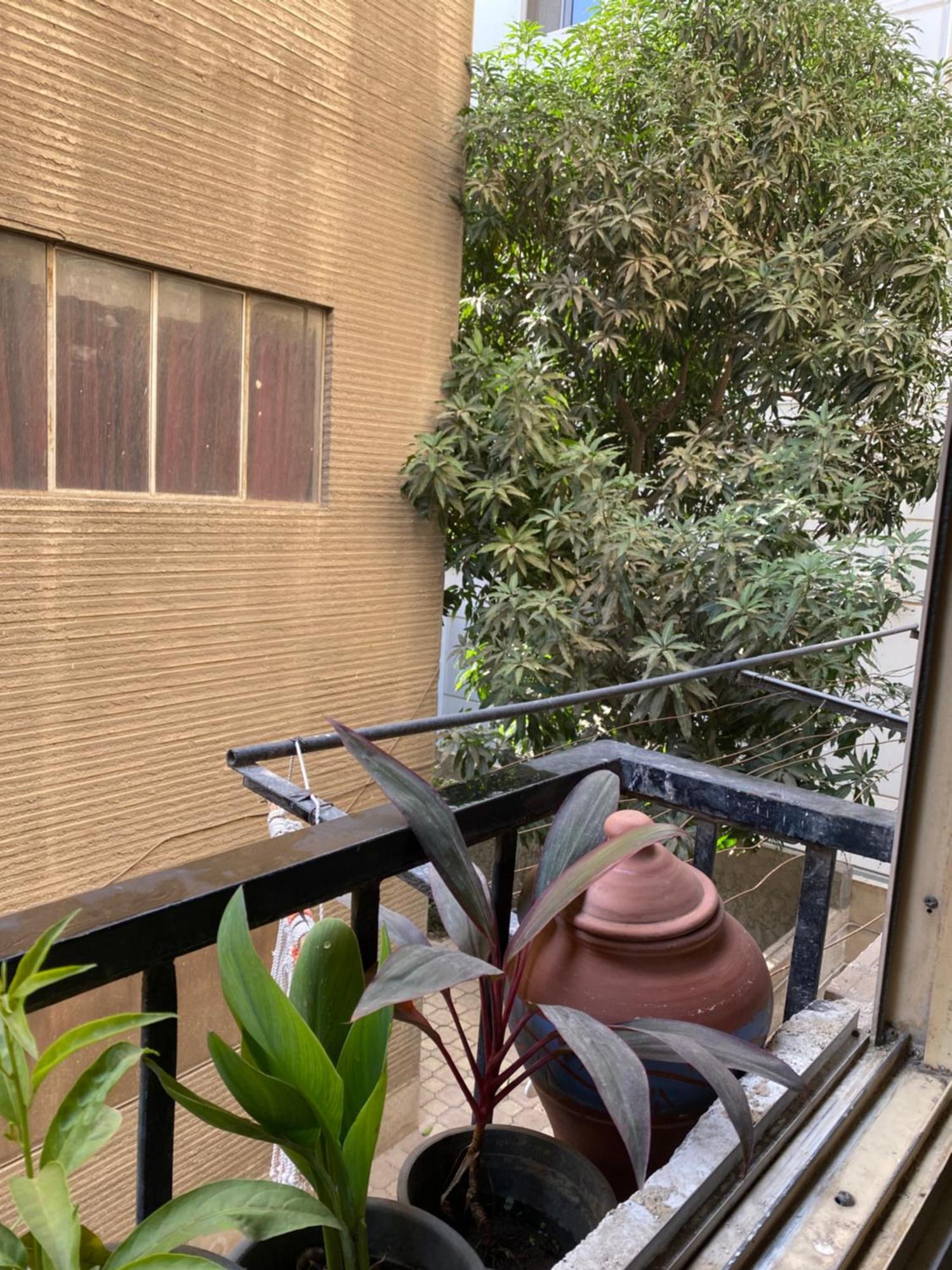 العصفور * Cairo
